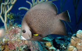 MediaEarth - Bahamas 2017 - DSC02318_rc - Gray Angelfish - Pomacanthus arcuatus